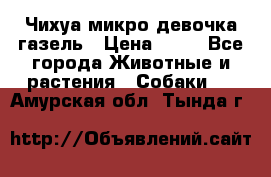 Чихуа микро девочка газель › Цена ­ 65 - Все города Животные и растения » Собаки   . Амурская обл.,Тында г.